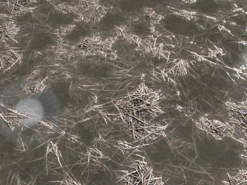 Water with algae and Plants 4 CG Textures
