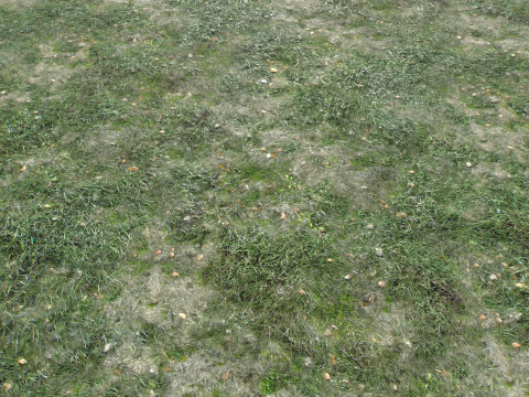 Wet Grass terrain PBR textures CG Textures