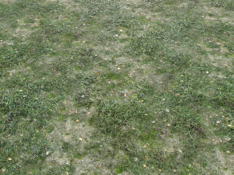 Wet Grass terrain PBR textures CG Textures