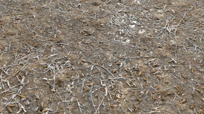 Terreno fangoso e pozzanghere 5 PBR CG Textures .c4d .max .obj .3ds .fbx .stl .blend 