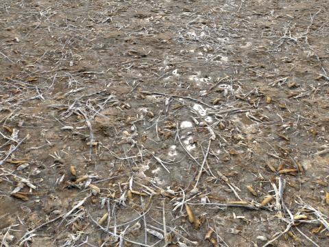 Muddy Terrain and Puddles 5 PBR CG テクスチャ