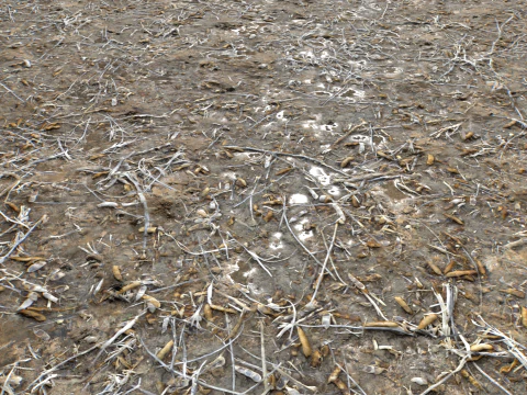 Terreno fangoso e pozzanghere 5 PBR CG Textures