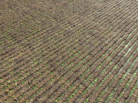 Farm Terrain Textures Pack 3 CG टेक्स्चर्स