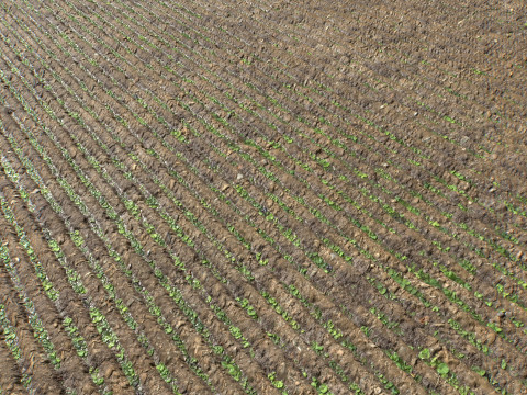Farm Terrain Textures Pack 3 CG Textures