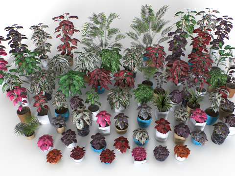 Interior plants pack 3D Model