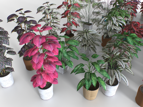 Interior plants pack 3D Model