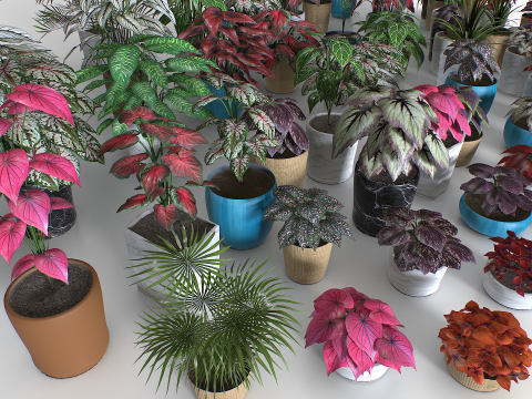 Interior plants pack 3D Model