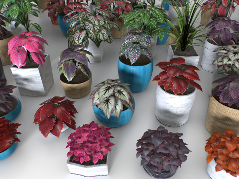 Interior plants pack 3D Model