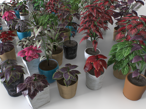Interior plants pack 3D Model