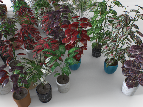 Interior plants pack 3D Model