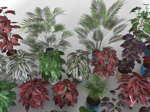 Interior plants pack 3D Model