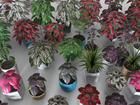 Interior plants pack 3D Model