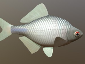 Russian fish gorchak 3D मॉडल