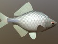 Russian fish gorchak 3D Модель