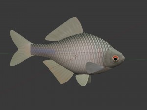 Russian fish gorchak Model 3D
