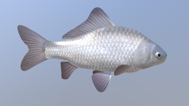 Carassius silver 3D Модель .c4d .max .obj .3ds .fbx .stl .blend 