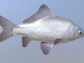 Carassius silver Model 3D