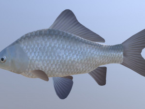 Carassius silver 3D Модель