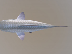 Carassius silver 3D Модель