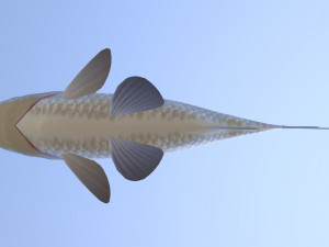 Carassius silver 3D Модель