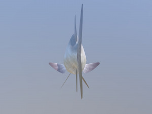 Carassius silver 3D Модель