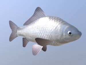 Carassius silver 3D Модель