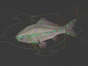 Carassius silver 3D Модель