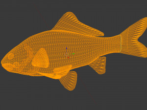 Carassius silver 3D Модель