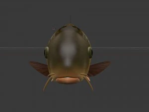 Sazan veya bayağı sazan 3D Model