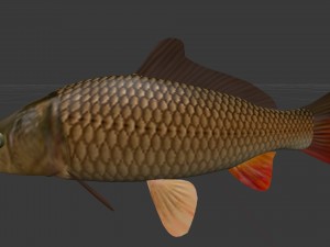 Carp or common carp 3D मॉडल