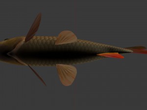 Carp or common carp 3D मॉडल