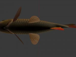 Sazan veya bayağı sazan 3D Model