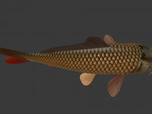 Sazan veya bayağı sazan 3D Model