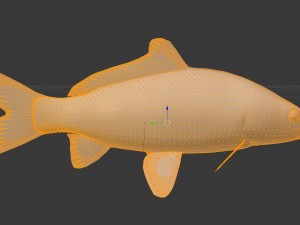 Carp or common carp 3D मॉडल