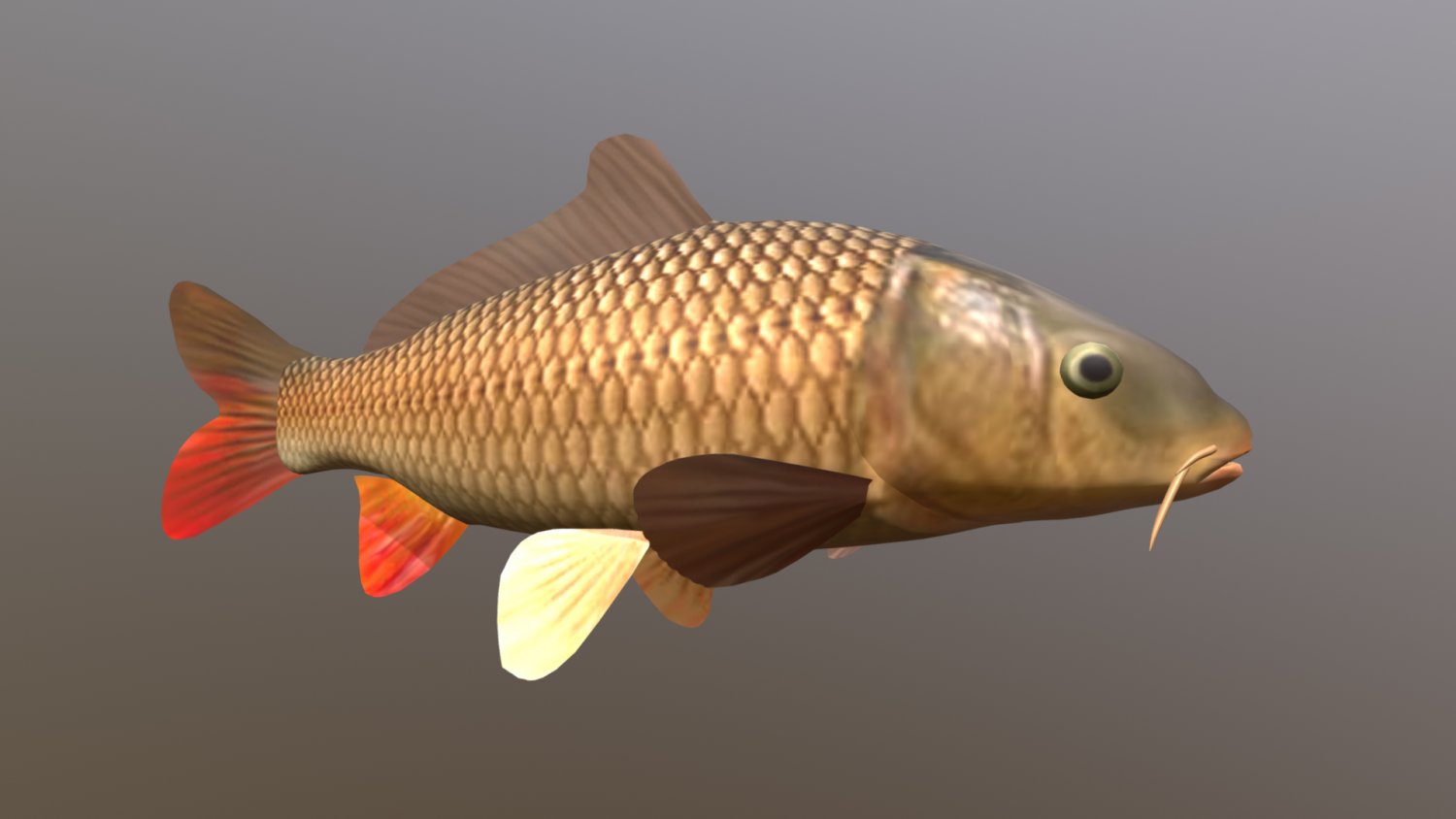 Carp Or Common Carp 3d Model In Fish 3dexport