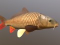 Carp or common carp Modelo 3D