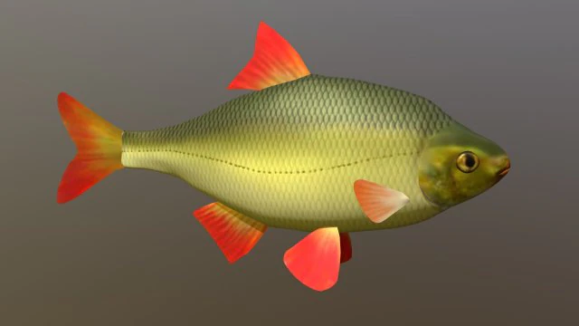 The common rudd 3D Model .c4d .max .obj .3ds .fbx .stl .blend 