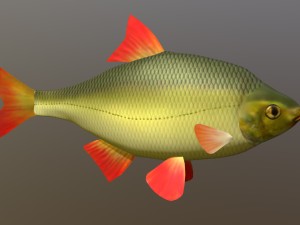 The common rudd 3D Model