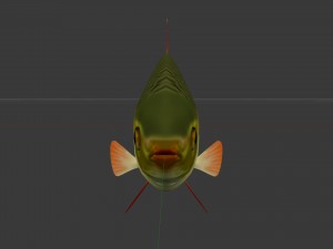 The common rudd Modelo 3D