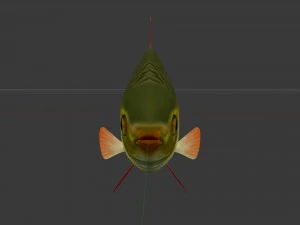 The common rudd 3D Model