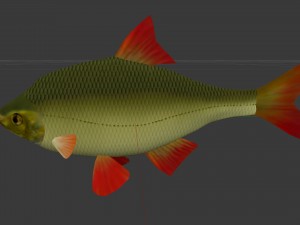 The common rudd Modelo 3D