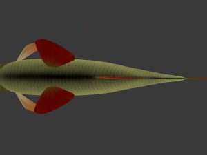 The common rudd Modelo 3D