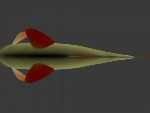 The common rudd 3D Model