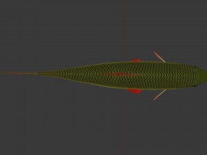 The common rudd Modelo 3D