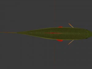The common rudd 3D Model