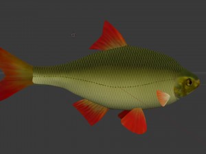 The common rudd Modelo 3D