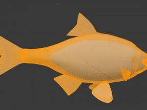 The common rudd 3D Model