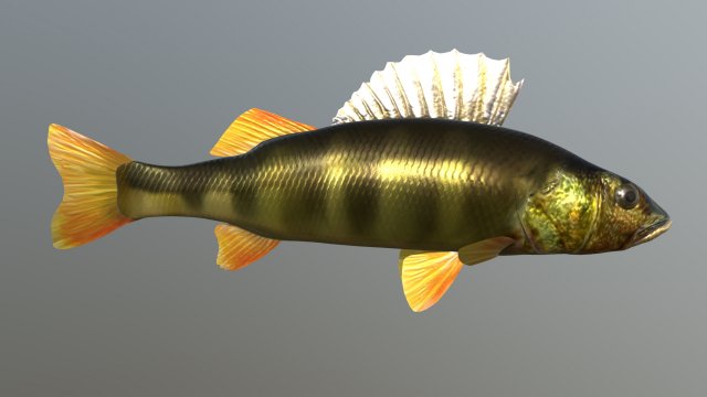 Fish river perch Model 3D .c4d .max .obj .3ds .fbx .stl .blend 