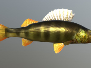 Fish river perch 3D Model