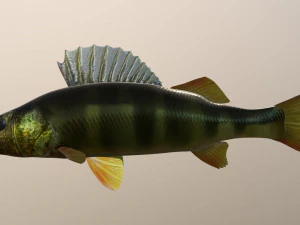 Poleiro de rio de peixe Modelo 3D